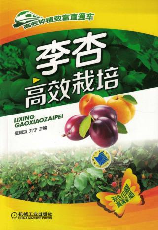 李杏高效栽培